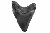 Fossil Megalodon Tooth - South Carolina #370452-1